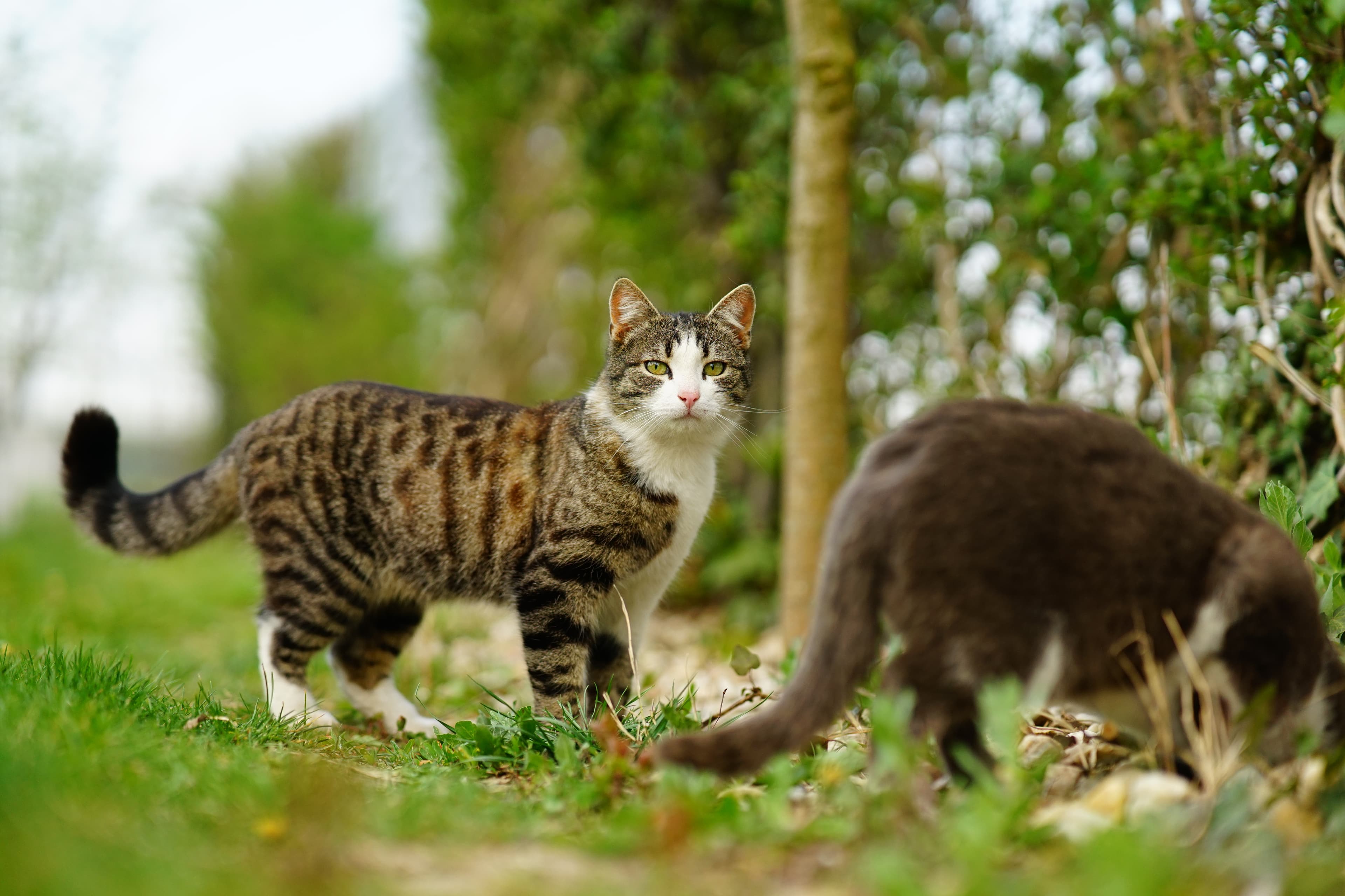 Deux chats dans la nature